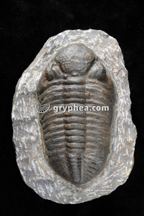 Trilobite (Phacops africanus) - gryphea.org